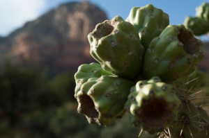 Cholla fruit