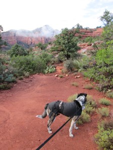 Bongo on the trail - cloud covered rocks in the distance