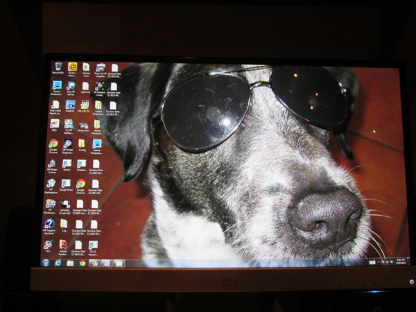 A picture of Bongo wearing sunglasses on a computer desktop