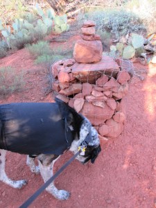 Bongo sniffing a cairn with extra rocks on top