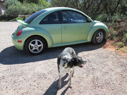 Bongo in front of a green Volkswagen bug