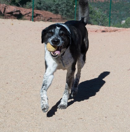 Bongo on his way with a ball in his mouth