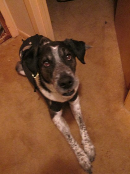 Bongo looking innocent