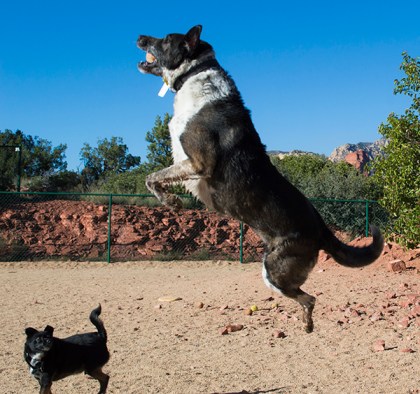 Bongo in the air with a ball in his mouth - Pablo on the ground