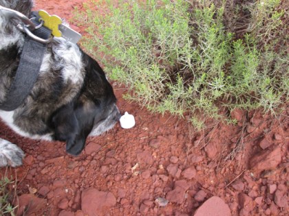 Bongo sniffing an electric tea light on the ground