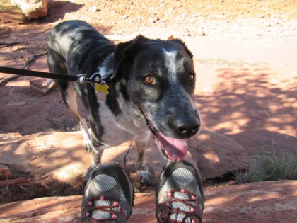 Bongo looking over the boots mischievously