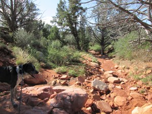 Bongo next to a dry wash