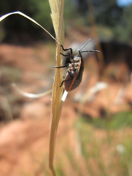 Orange striped bug climbing a stalk
