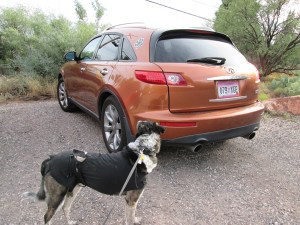 Bongo looking at a paw print on a car