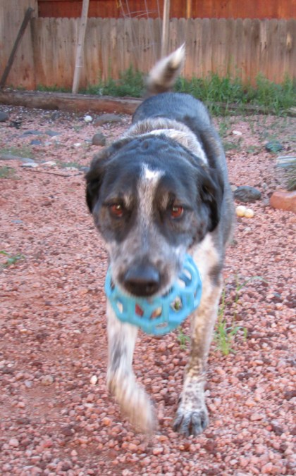 Bongo with a blue ball in his mouth