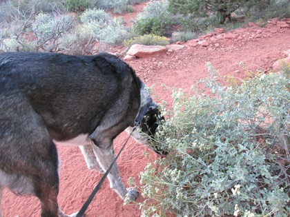Bongo sniffing a bush with white blossoms