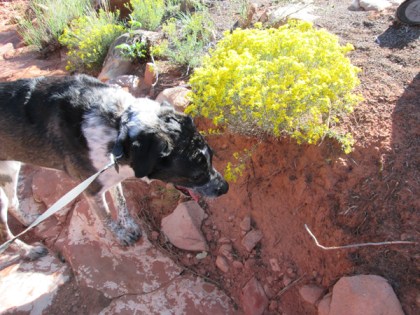 Bongo sniffing yellow flowers