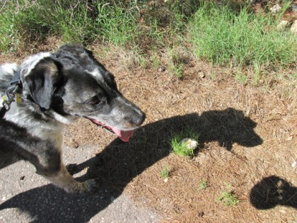 Bongo on the street near a mushroom
