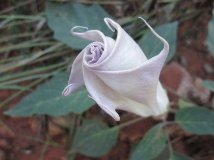 Morning glory beginning to open