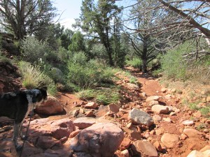 Bongo looking down a dry wash