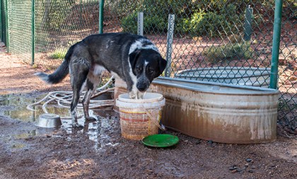 Bongo with his front feet in a bucket