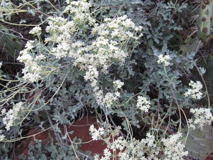 Little white flowers on a bush