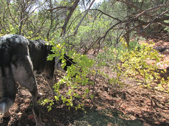 Bongo sniffing behind a sunlit bush