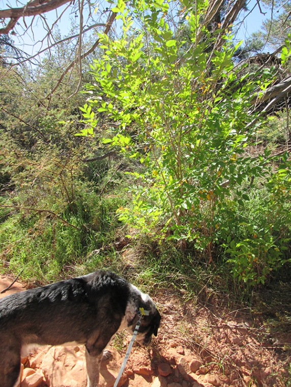 Bongo sniffing below a sunlit tree