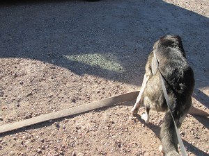 Bongo examining an old fire hose