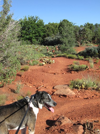 Bongo with a mischievous grin and bikers in the distance
