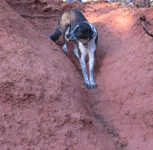 Bongo at the top of a natural slide