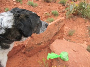 Bongo and a green bag