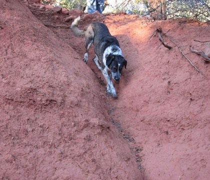Bongo starting down the natural slide