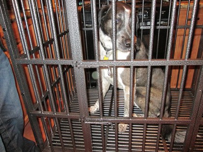 Bongo looking sad in dog jail