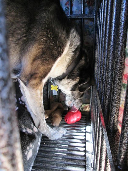 Bongo licking his Kong in his dog jail