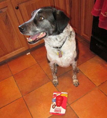 Bongo with a new Kong