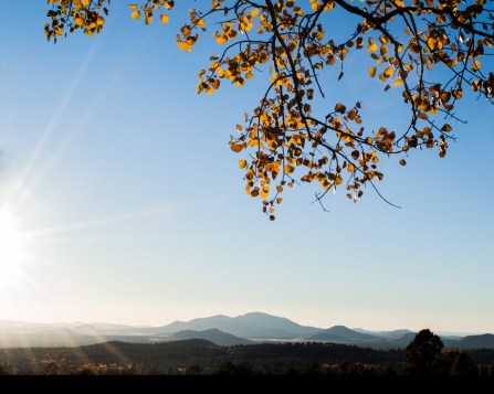 fall aspen leaves with hills in the background