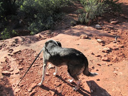 Bongo pulling on his leash