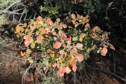 Small bush with fall colors