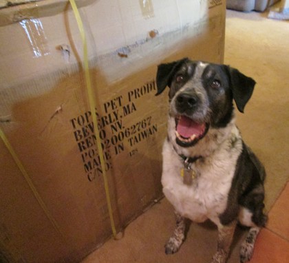 Bongo next to a large box
