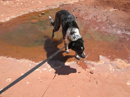 Bongo walking out of his puddle