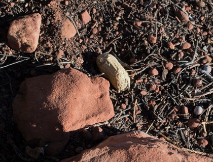 A peanut on the ground