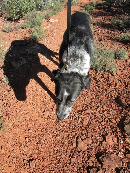 Bongo plodding along on the trail