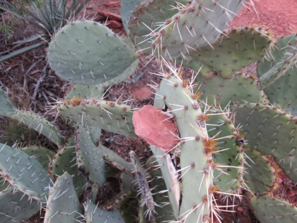 Prickly pear cactus with a red rock sticking out of it