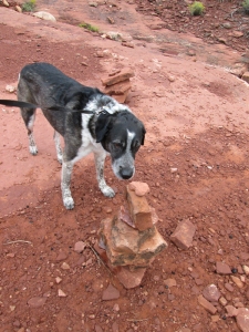 Bongo sniffing a pile of rocks