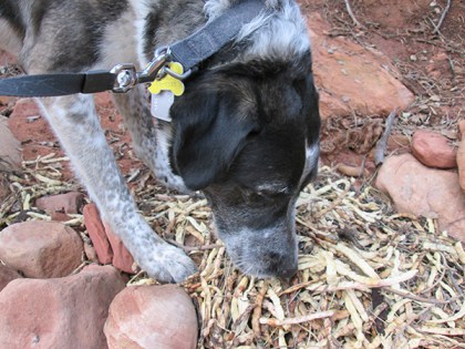 Bongo sniffing mesquite beans