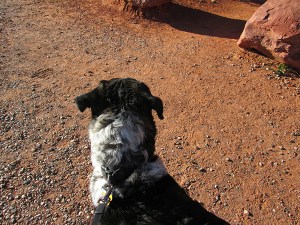 Bongo looking toward something