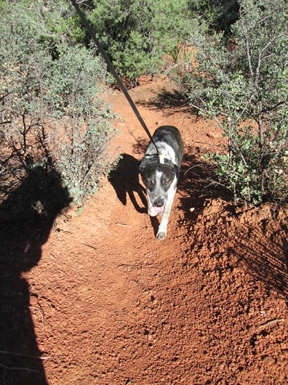 Bongo plodding along uphill