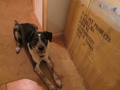 Bongo by a large box