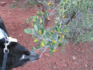 Bongo sniffing a branch with yellow and green leaves