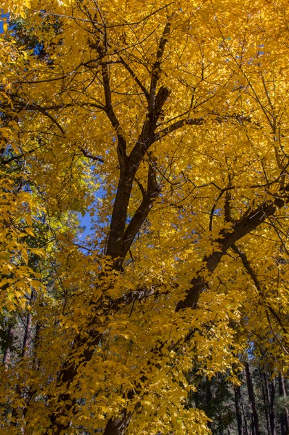tree of yellow leaves