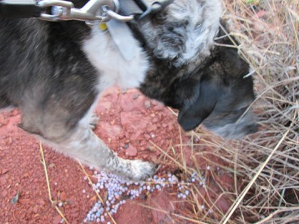 Bongo stepping on a pile of juniper berries and sniffing the nearby grass