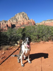Bongo on the trail with red rocks and blue sky in the background