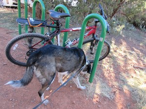 Bongo checking out a parked bike