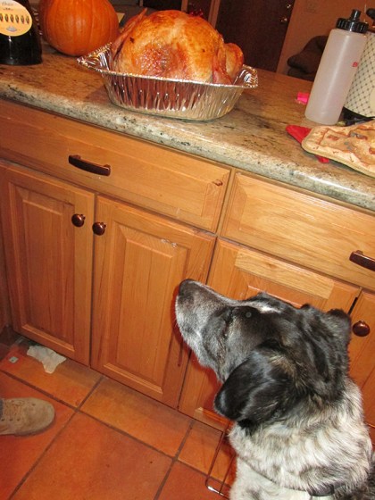 Bongo looking up at a cooked turkey on the counter